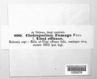 Cladosporium fumago image